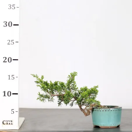 image supplémentaire - JUNIPER "JUNIPERUS...