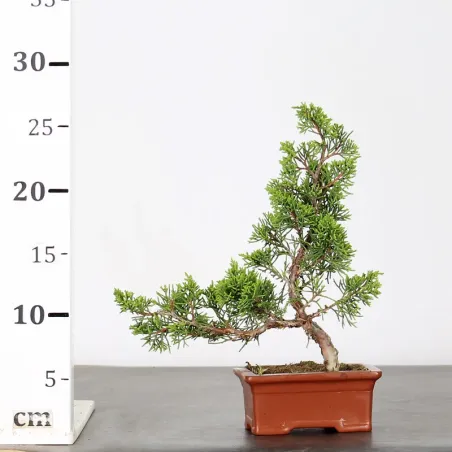 image supplémentaire - JUNIPER "JUNIPERUS...