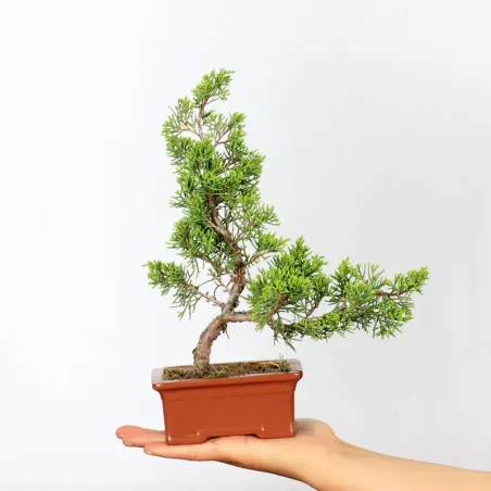 JUNIPER "JUNIPERUS ITOIGAWA" 1-2