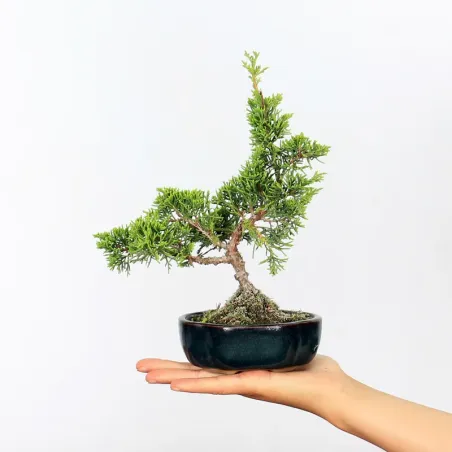 JUNIPER "JUNIPERUS ITOIGAWA" 1-6