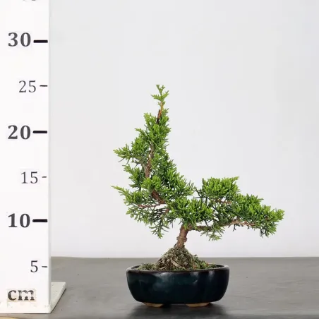 image supplémentaire - JUNIPER "JUNIPERUS...