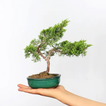 Bonsai Chinese Juniper
