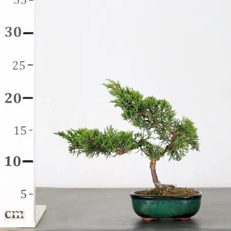 image supplémentaire - JUNIPER "JUNIPERUS...