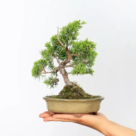 Bonsai Chinese Juniper