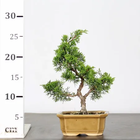image supplémentaire - JUNIPER "JUNIPERUS...