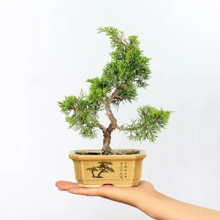 JUNIPER "JUNIPERUS ITOIGAWA" 1-11