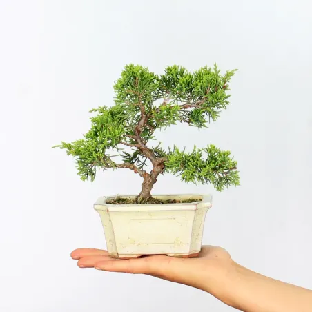 JUNIPER "JUNIPERUS ITOIGAWA" 1-12