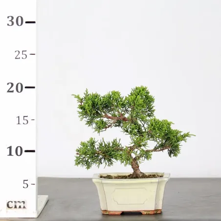 image supplémentaire - JUNIPER "JUNIPERUS...
