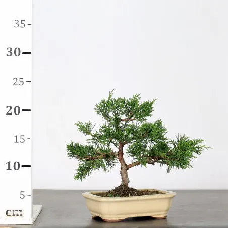 image supplémentaire - GENÉVRIER "JUNIPERUS...