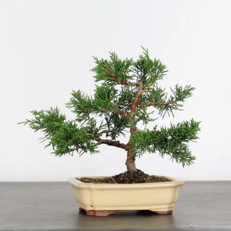 Bonsai Genévrier de Chine