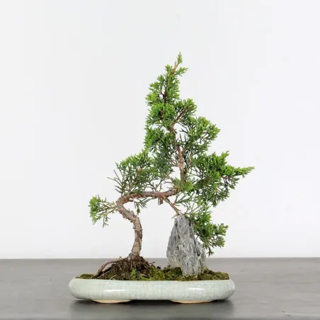 Bonsai Genévrier de Chine
