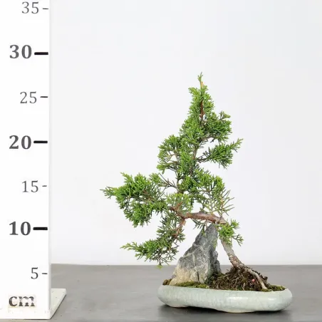 image supplémentaire - GENÉVRIER "JUNIPERUS...