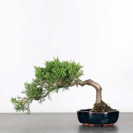 JUNIPER "JUNIPERUS COMMUNIS" 3-6