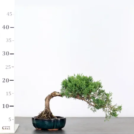 image supplémentaire - GENÉVRIER "JUNIPERUS...