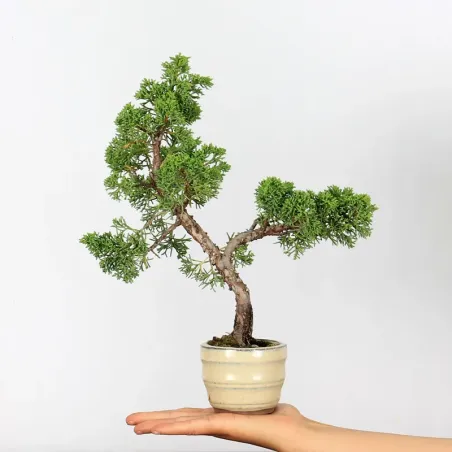 JUNIPER "JUNIPERUS KISHU" 3-7
