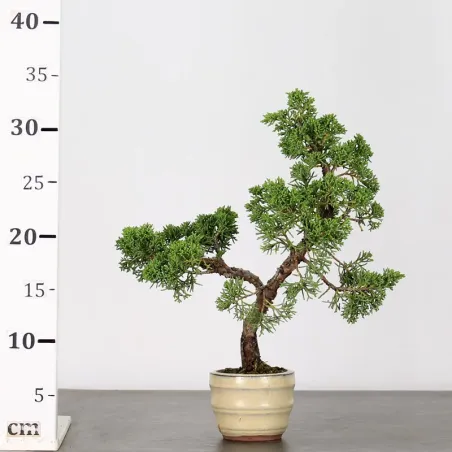 image supplémentaire - JUNIPER "JUNIPERUS KISHU" 3-7