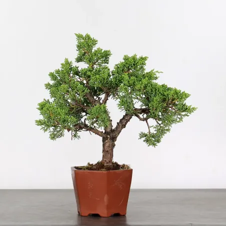 JUNIPER "JUNIPERUS KISHU" 3-9