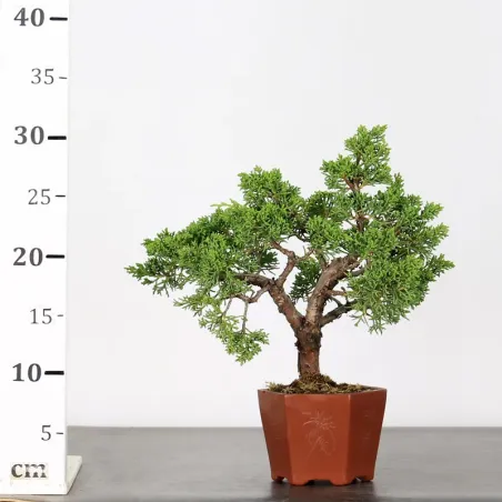 image supplémentaire - JUNIPER "JUNIPERUS KISHU" 3-9