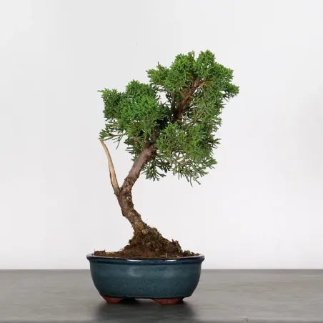 JUNIPER "JUNIPERUS KISHU" 3-10