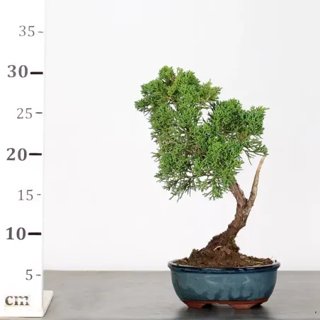 image supplémentaire - JUNIPER "JUNIPERUS KISHU" 3-10
