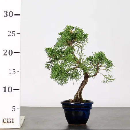 image supplémentaire - JUNIPER "JUNIPERUS KISHU" 3-11