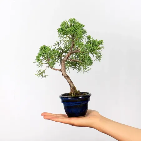 GENÉVRIER "JUNIPERUS KISHU" 3-11