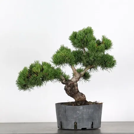 Pin mugo bonsai PM-1-6