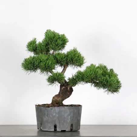 image supplémentaire - BONSAI PINUS MUGO 1-6
