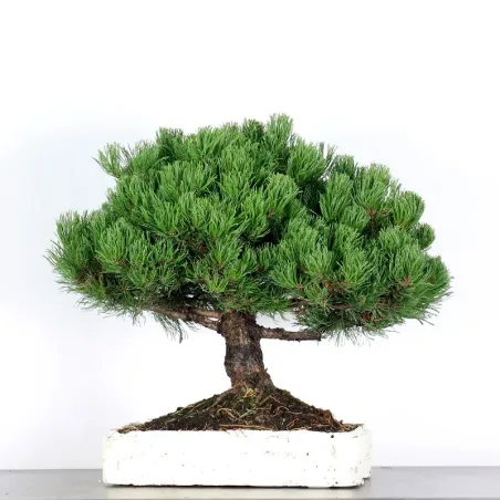Mugo Bonsai Pine PM-1-15
