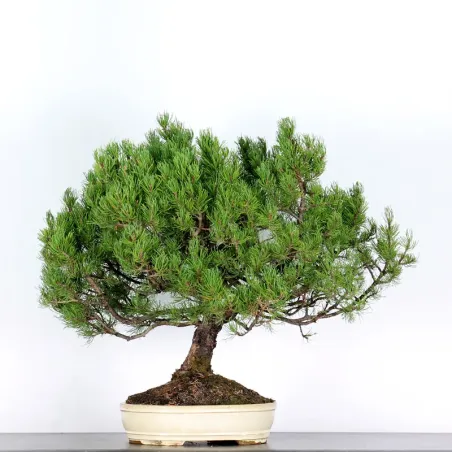 BONSAI PINUS MUGO 2-18