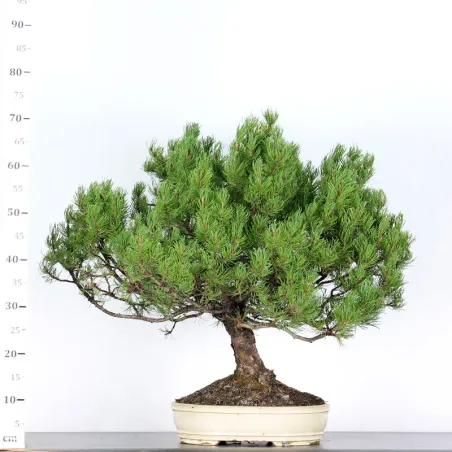 image supplémentaire - BONSAI PINUS MUGO 2-18