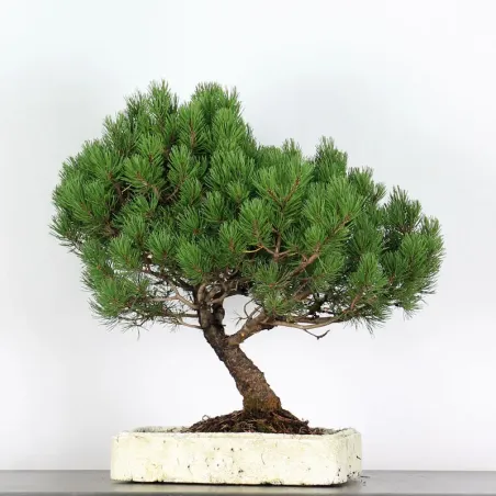image supplémentaire - BONSAI PINUS MUGO 2-19