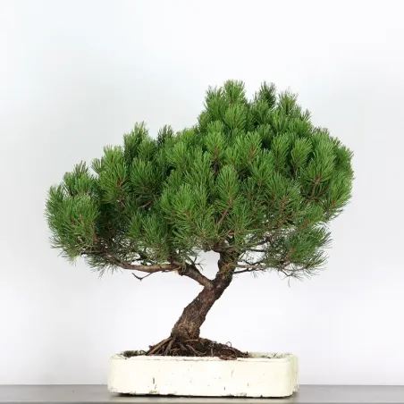BONSAI PINUS MUGO 2-19