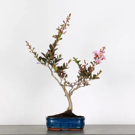 Bonsai Lagestroenia