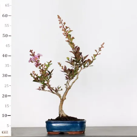 image supplémentaire - LILAS DES INDES...