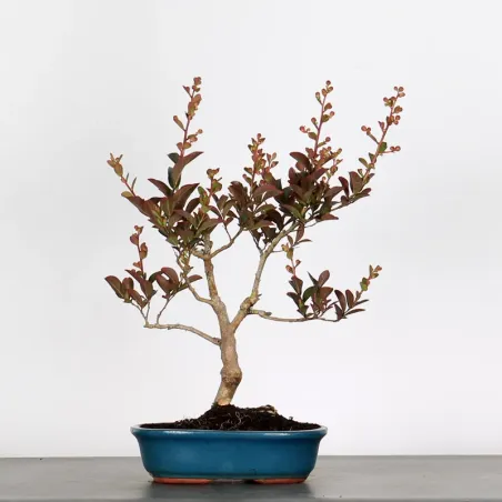 Indian lilac "LAGERSTROEMIA" 1-5