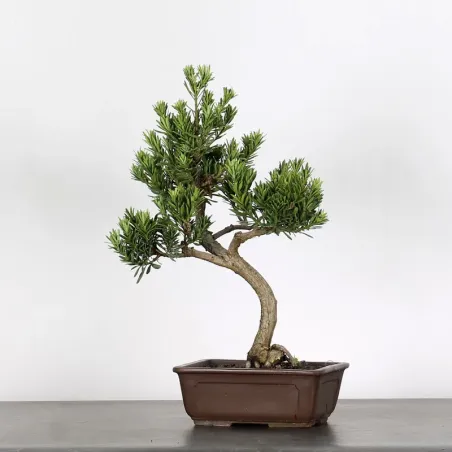 BUDDHA PINE "PODOCARPUS" 1-2