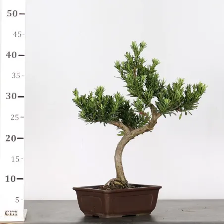 image supplémentaire - BUDDHA PINE "PODOCARPUS" 1-2