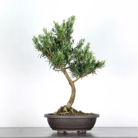 BUDDHA PINE "PODOCARPUS" 1-4