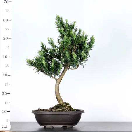 image supplémentaire - BUDDHA PINE "PODOCARPUS" 1-4