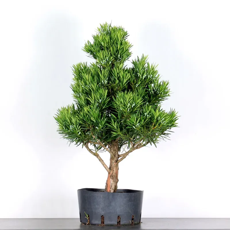 PIN DE BOUDDHA "PODOCARPUS" 1-8