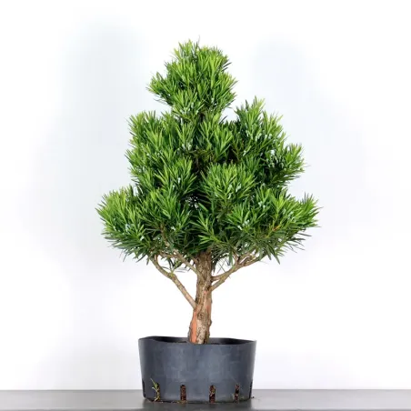 BUDDHA PINE "PODOCARPUS" 1-8