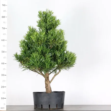 image supplémentaire - BUDDHA PINE "PODOCARPUS" 1-8