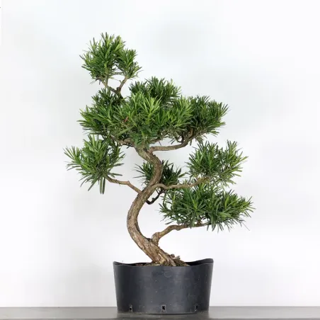 BUDDHA PINE "PODOCARPUS" 1-9
