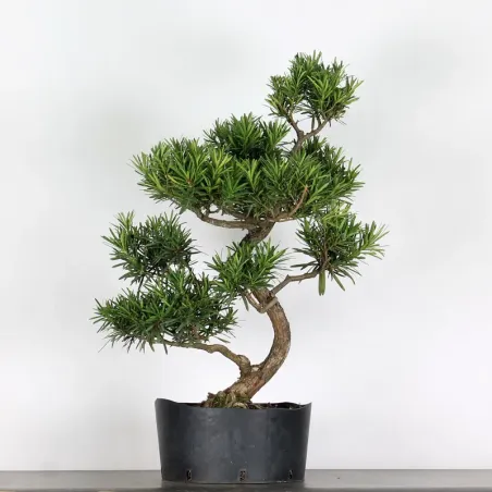 image supplémentaire - PIN DE BOUDDHA "PODOCARPUS"...