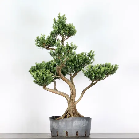 BUDDHA PINE "PODOCARPUS" 1-10