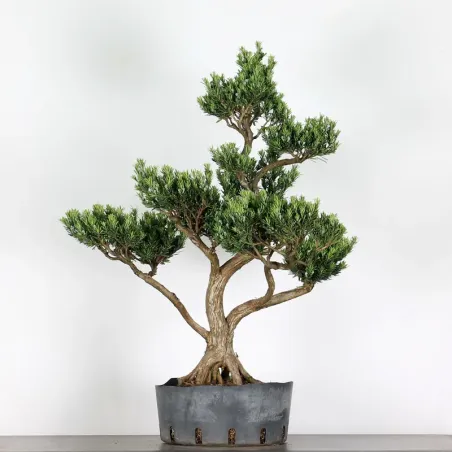 image supplémentaire - BUDDHA PINE "PODOCARPUS" 1-10