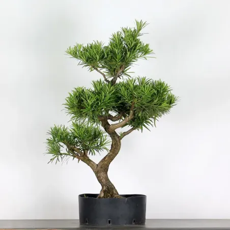 BUDDHA PINE "PODOCARPUS" 2-1