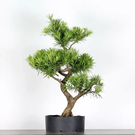 image supplémentaire - BUDDHA PINE "PODOCARPUS" 2-1