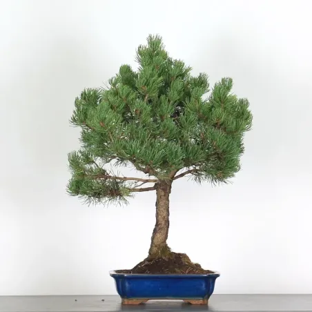 Pin mugo bonsai PM-3-6